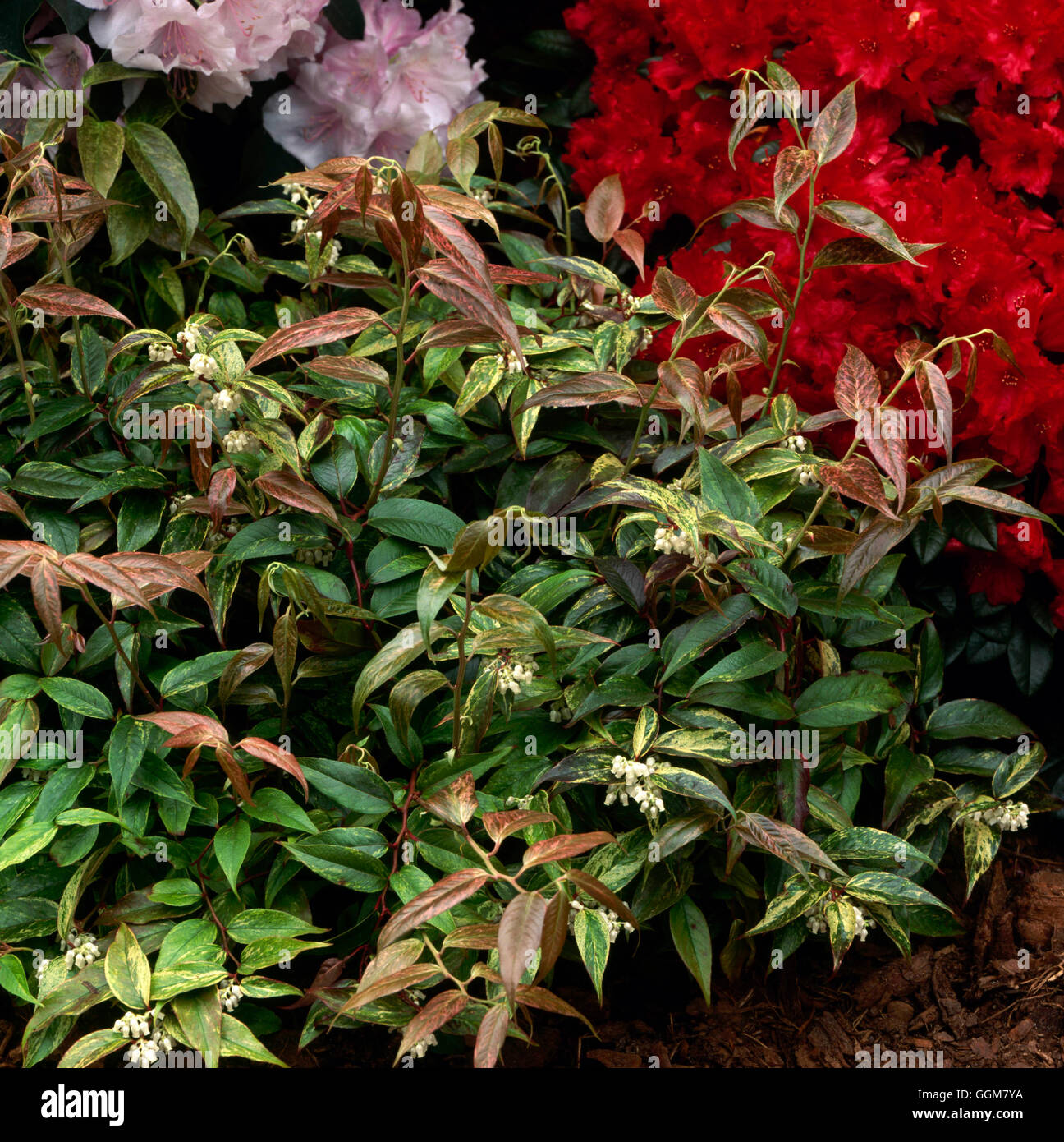 Leucothoe fontanesiana - `Rainbow'   TRS062984 Stock Photo